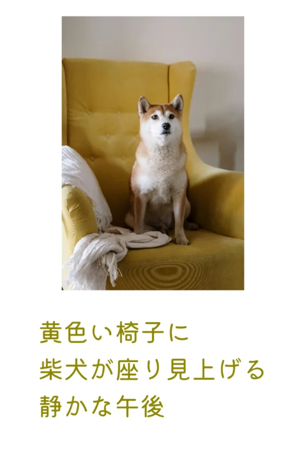 詩カード：黄色い椅子に座って見上げる柴犬
